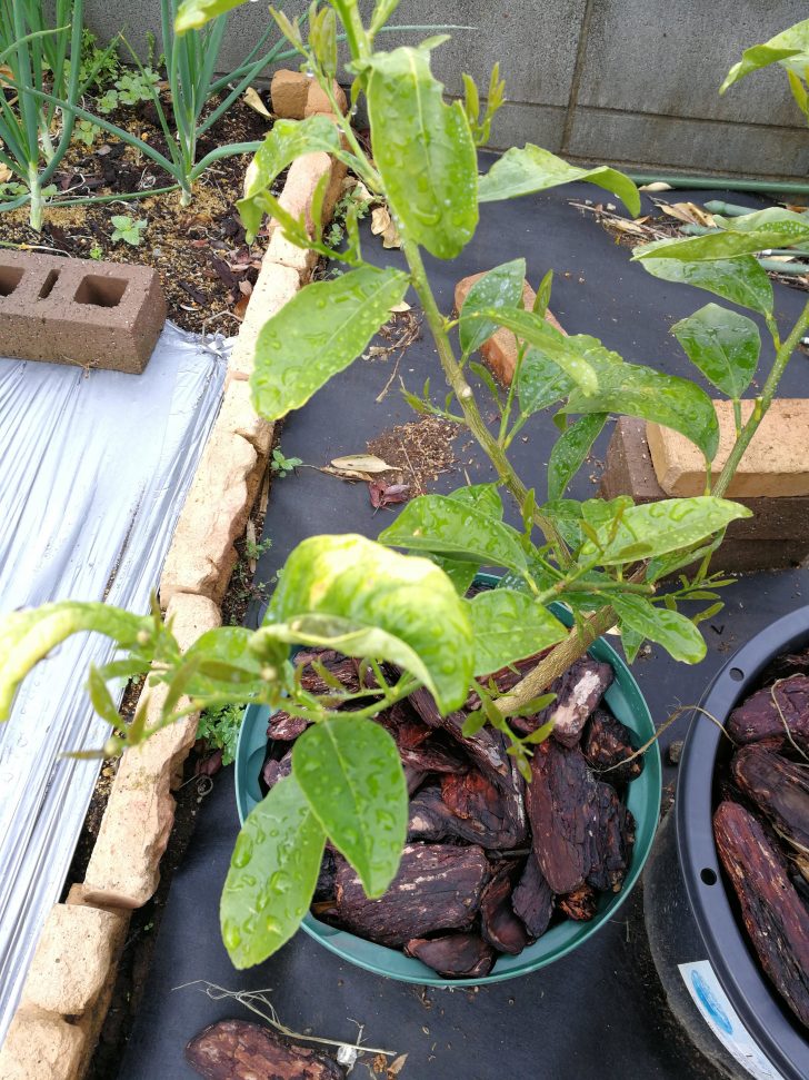 璃の香 りのか レモンを鉢植えで栽培 品種紹介と育成記録 ベターラテの一条工務店i Cube生活