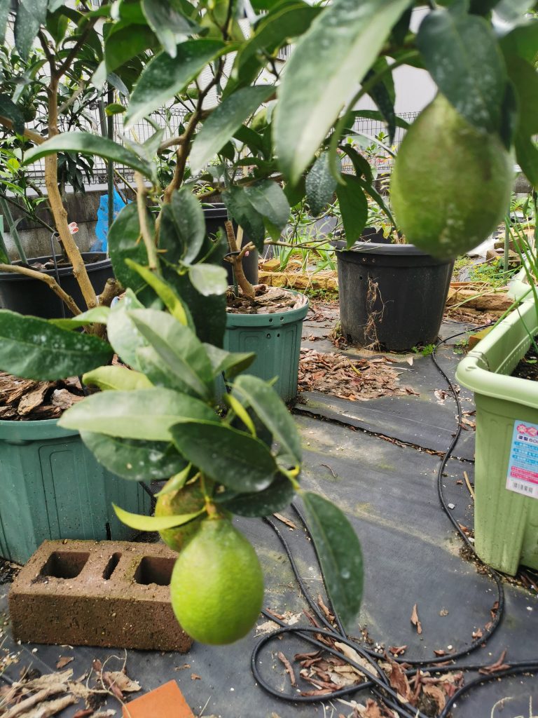 璃の香 りのか レモンを鉢植えで栽培 品種紹介と育成記録 ベターラテの一条工務店i Cube生活