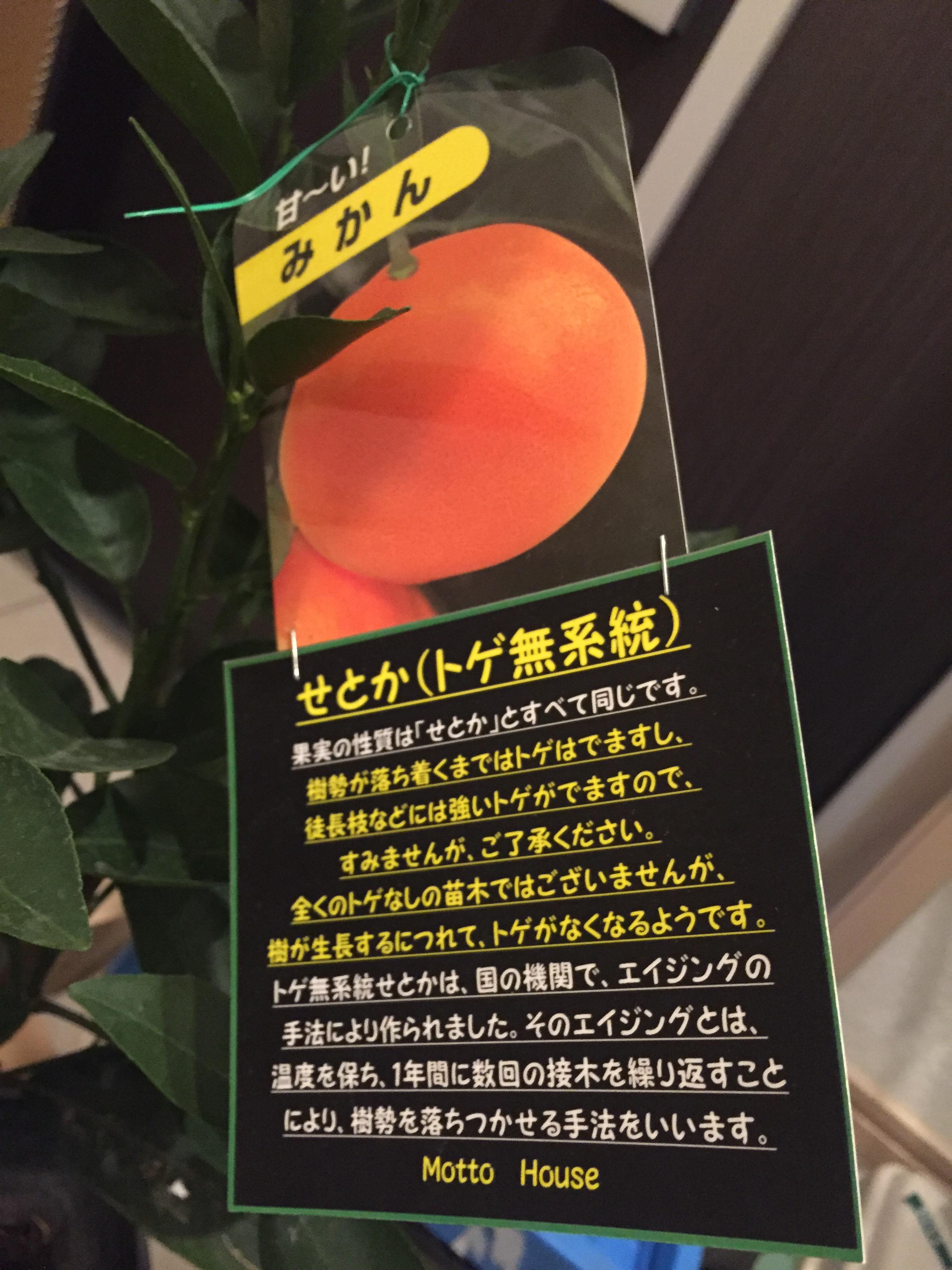 せとかみかんの育て方 鉢植えの記録 ベターラテの一条工務店i Cube生活